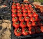 Importation de tomates
