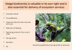 Traduction biodiversité et développement durable
