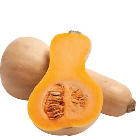 Courge Butternut 