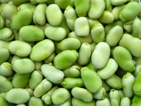 Protéines de fèves