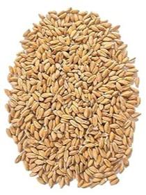 blé entier biologique