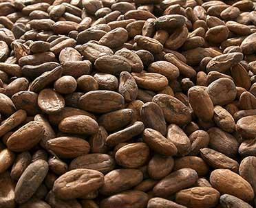 Alcoolat de Cacao