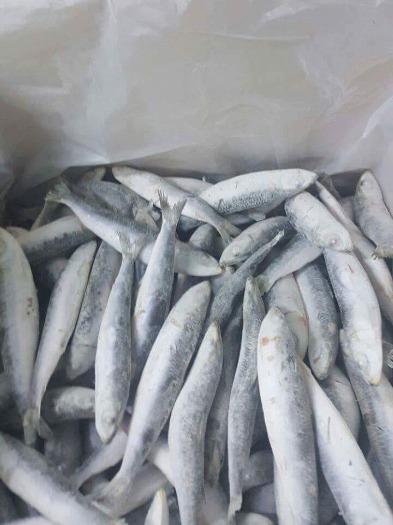 sardine 