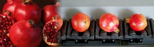 calibrage fruits et légumes
