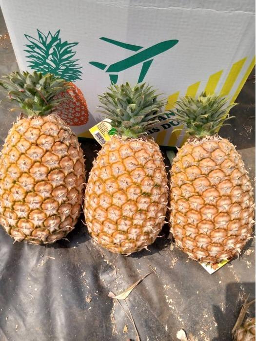 Ananas Cayenne lisse