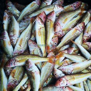 Rouget  - african goat fish - pseudupeneus- Salmonette