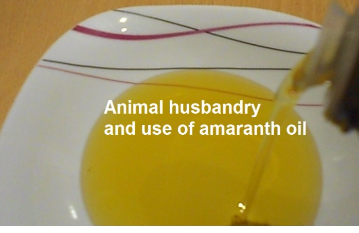 Animal husbandry and use of amaranth oil