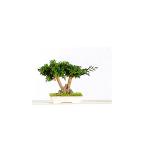 Bonsaï Stabilisé Juniperus Procumbens 25 cm