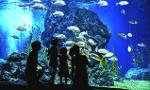 Billets Et Visites De L'aquarium De Paris – Cinéaqua