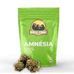 Amnesia 19.5 % (indoor)
