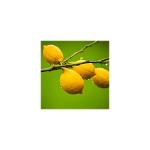 Huile essentielle de Citron de Sicile bio