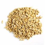 Wholesale Barley Grains Best Price, Feed Barley, Barley for 