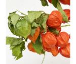 Physalis (10 tiges)
