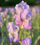 IRIS BEURRE 10 TRADITIONNEL