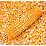 maïs jaune et blanc pour l'alimentation animale et la consom
