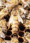 cire d'abeille en feuille origine les ruchers mosans