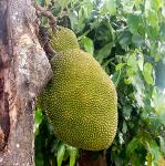 Durian entier frais