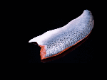 Filet de saumon avec peau