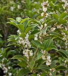 OSMANTHUS ABSOLUE