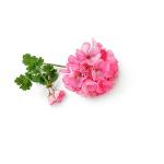 Eau florale de Géranium rosat Bio Demeter