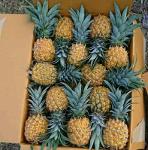 Ananas sucré (Super sweet pineapple)