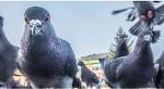 Pic anti pigeons sur Paris et l’Ile de France 