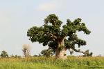 Le majestueux arbre du baobab