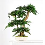 Bonsaï Stabilisé Juniperus Procumbens 70 cm