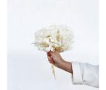 Hortensia stabilisé blanc (env 30gr.)