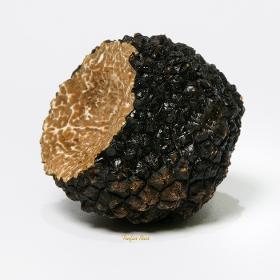 Fresh Burgundy Black Truffle (Tuber Uncinatum)