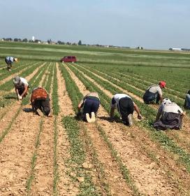 travailleurs agricoles de Bulgarie