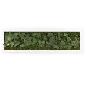 Hedera Lilium - Tableau Végétal Stabilisé - 20x70cm