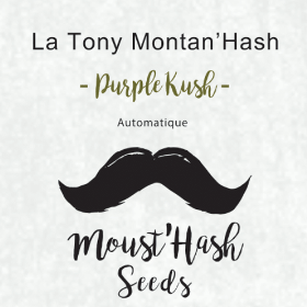 La Tony Montan'hash - Purple Kush