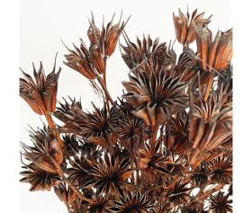 Nigelle orientale séchée marron (env 100gr.)