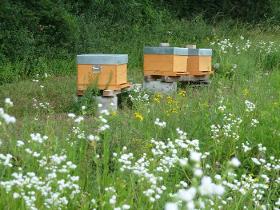Hébergement de ruches