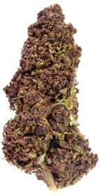 Purple / Purple Greenhouse - 5kg