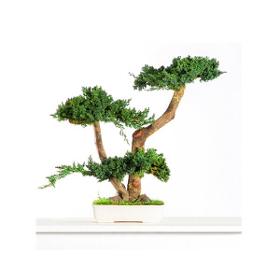 Bonsaï Stabilisé Juniperus Procumbens 50 cm