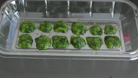 Algues congelées