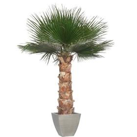 Palmier Stabilisé Washingtonia 190/240 cm (en KIT)