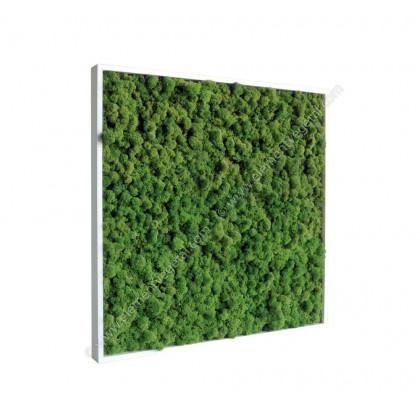 Tableau De Lichen Stabilisé - Vert Nature 60