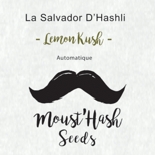 La Salvador D’hashli - Lemon Kush