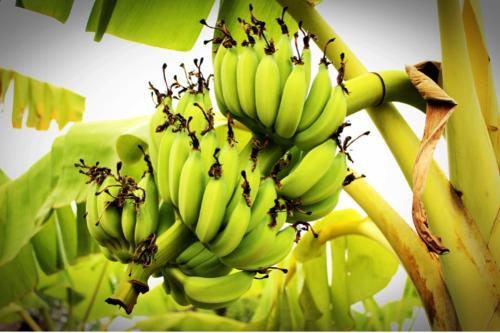 Import et export de bananes