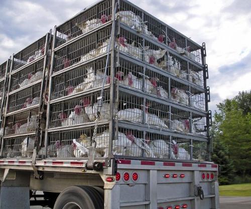des camions de transport d'animaux vivants