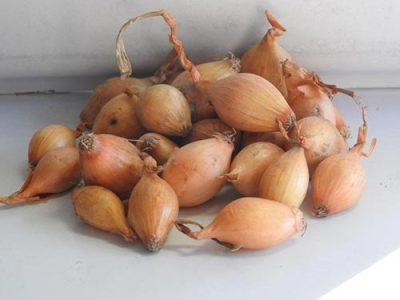 Oignon bulbille de variété Sturon