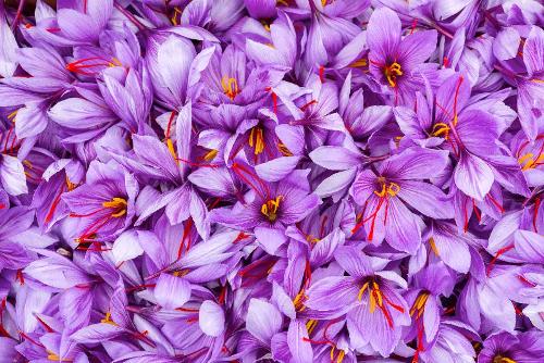 Jusqu’à 200 fleurs cueillies à la main pour la seulement 1 gramme de Safran pur