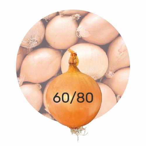 Oignons 60/80