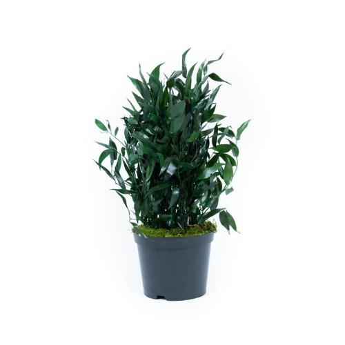 Plante Stabilisée Ruscus 40/70cm