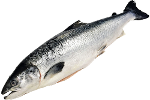 Poisson saumon norvégien 5-6kg