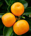 Huile essentielle naturelle de Mandarine