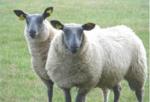 Aliments pour ovins/moutons